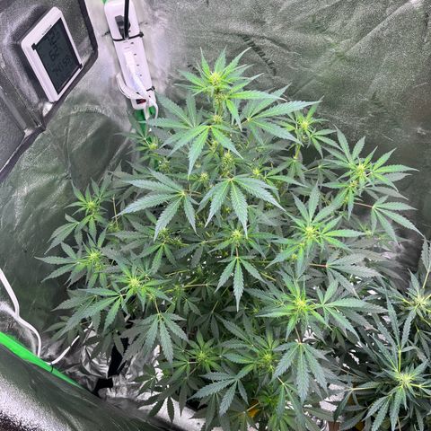 Granddaddy Purple growlog photo: Well into preflower. Almost to preflower. 
Baby girl is getting HAIRY & STINKY. 
got that piney, sweet, skunk smell. 🤤