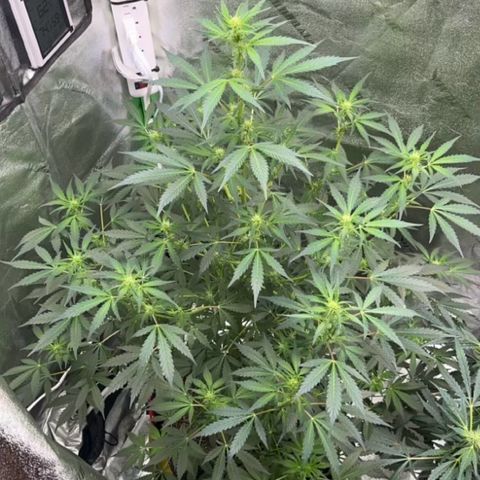 Granddaddy Purple growlog photo: Well into preflower. Almost to preflower. 
Baby girl is getting HAIRY & STINKY. 
got that piney, sweet, skunk smell. 🤤