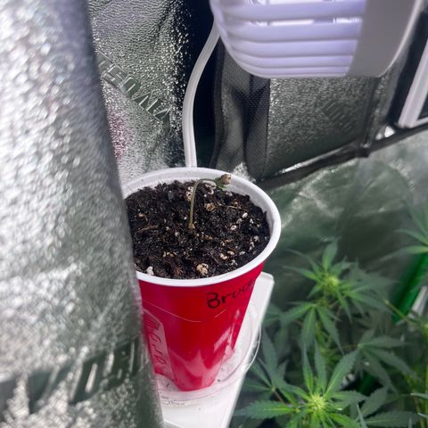 Granddaddy Purple growlog photo: Little girl is starting to train herself && stretching due to needing closer to light