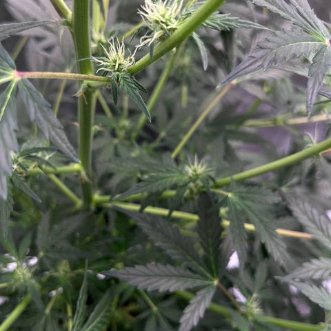Granddaddy Purple growlog photo: Well into preflower. Almost to preflower. 
Baby girl is getting HAIRY & STINKY. 
got that piney, sweet, skunk smell. 🤤
