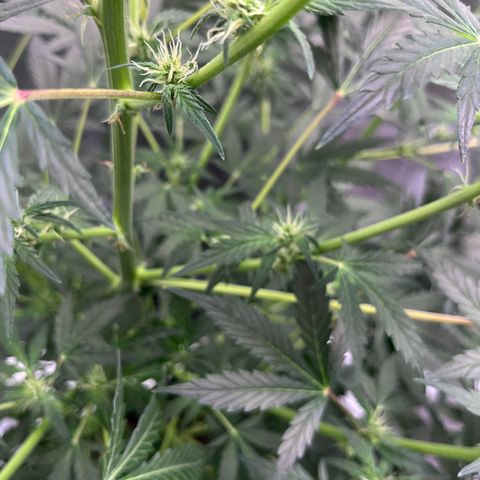 Granddaddy Purple growlog photo: Well into preflower. Almost to preflower. 
Baby girl is getting HAIRY & STINKY. 
got that piney, sweet, skunk smell. 🤤