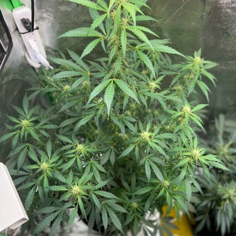 Granddaddy Purple growlog photo: Doing fantastic 