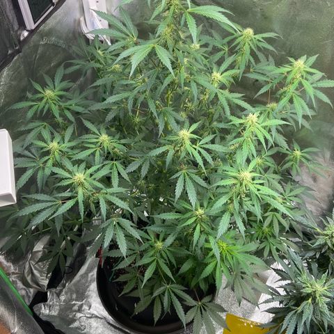 Granddaddy Purple growlog photo: Doing fantastic 