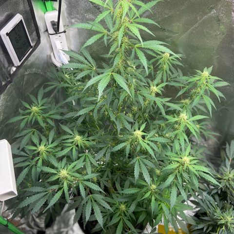 Granddaddy Purple growlog photo: Doing fantastic 