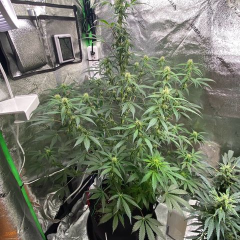Granddaddy Purple growlog photo: Doing fantastic 