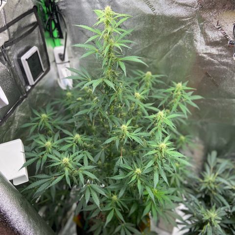 Granddaddy Purple growlog timeline photo