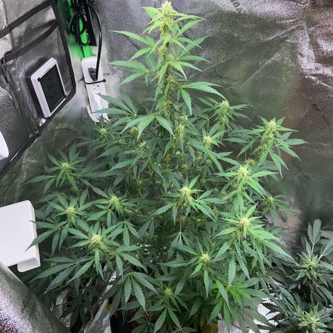 Granddaddy Purple growlog timeline photo