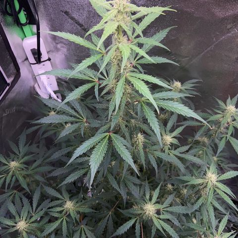 Granddaddy Purple growlog timeline photo