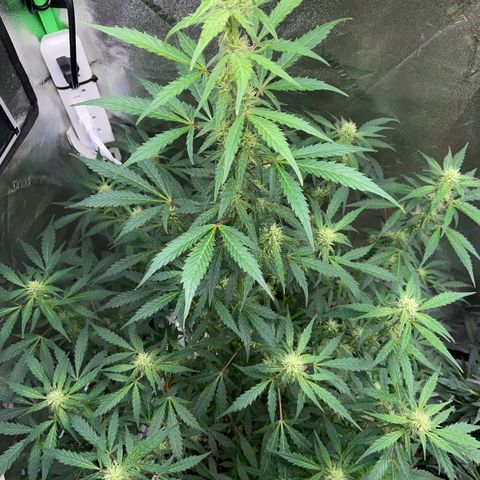 Granddaddy Purple growlog timeline photo