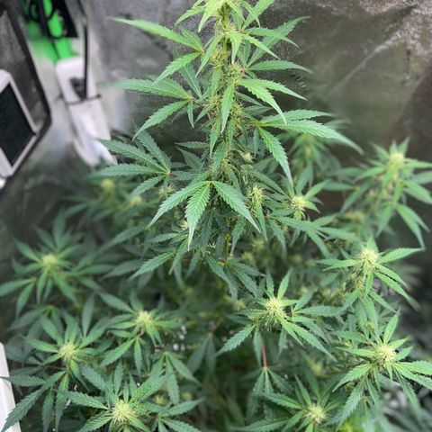 Granddaddy Purple growlog timeline photo
