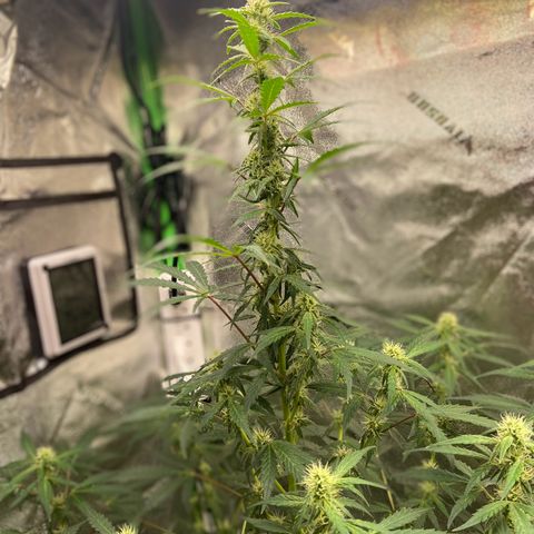 Granddaddy Purple growlog timeline photo