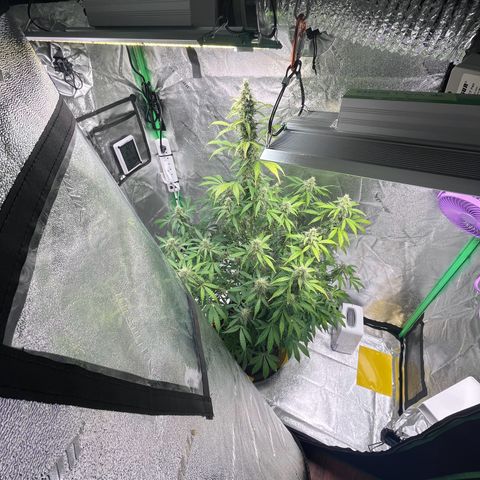 Granddaddy Purple growlog timeline photo