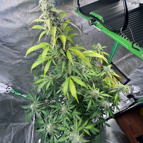Granddaddy Purple growlog timeline photo