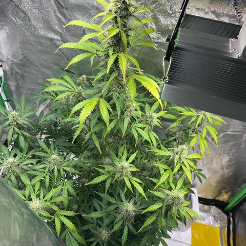 Granddaddy Purple growlog timeline photo