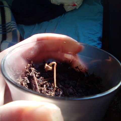 Covid-19 growlog timeline photo