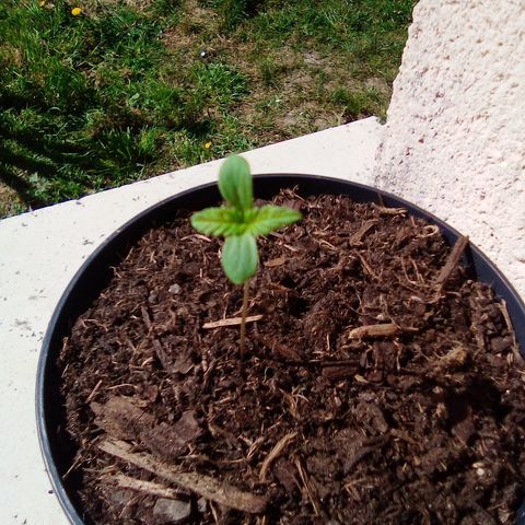 Covid-19 growlog timeline photo