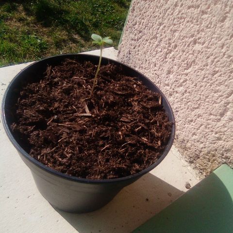 Covid-19 growlog timeline photo