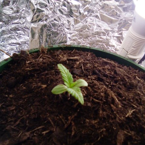 Covid-19 growlog timeline photo