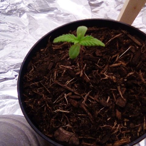 Covid-19 growlog timeline photo