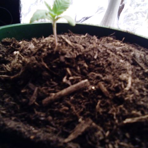 Covid-19 growlog timeline photo