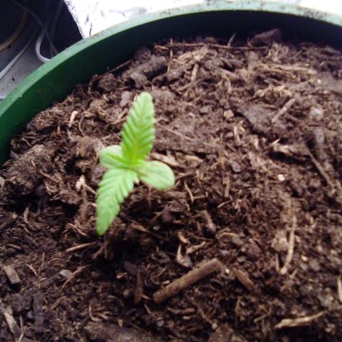 Covid-19 growlog timeline photo