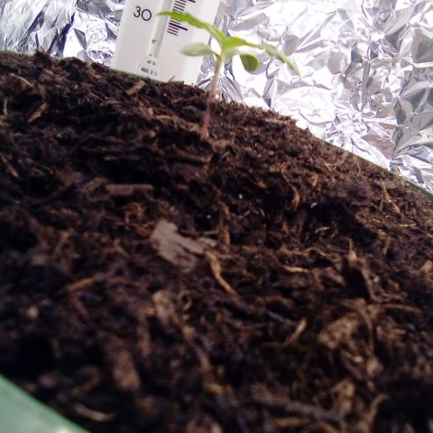 Covid-19 growlog timeline photo