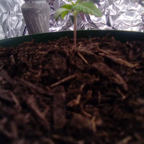 Covid-19 growlog timeline photo