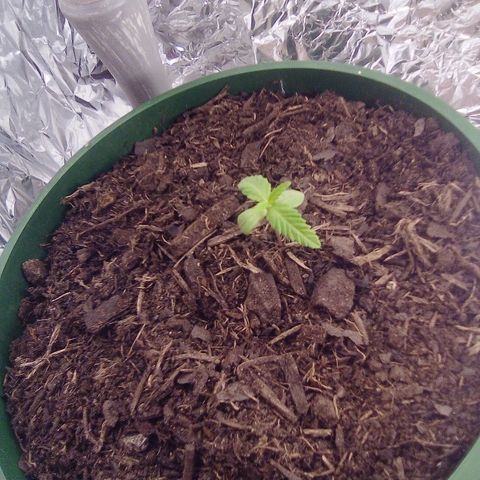 Covid-19 growlog timeline photo
