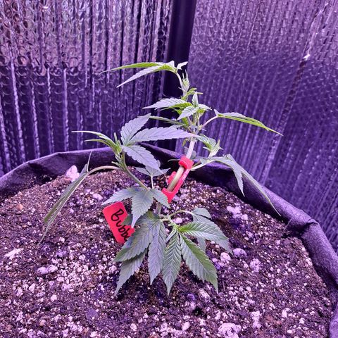 Bubba Kush growlog timeline photo