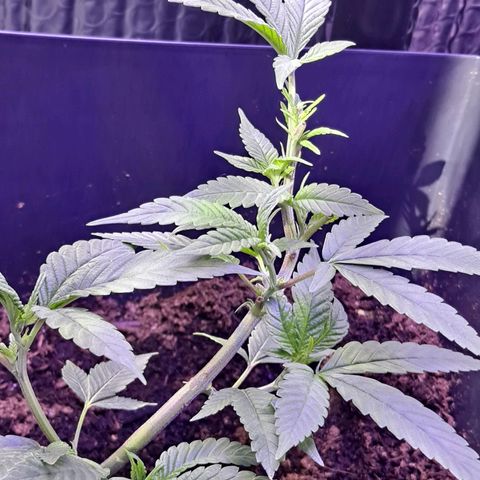Bubba Kush growlog timeline photo