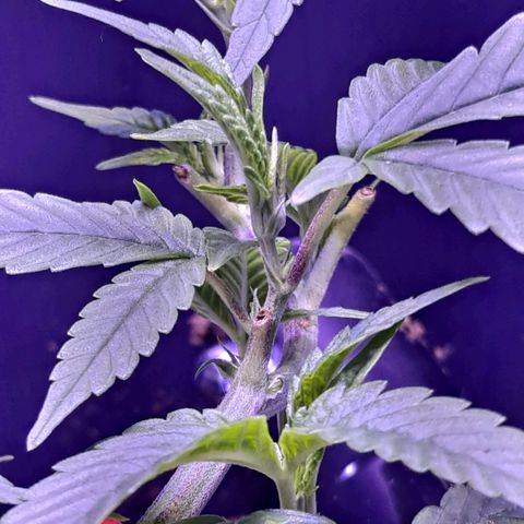 Bubba Kush growlog timeline photo