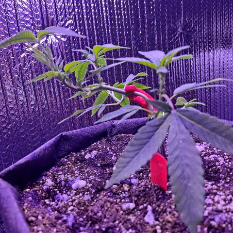 Bubba Kush growlog timeline photo