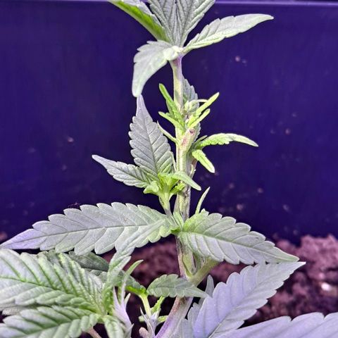 Bubba Kush growlog timeline photo