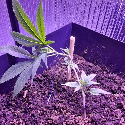 Bubba Kush growlog timeline photo
