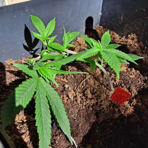 Bubba Kush growlog timeline photo