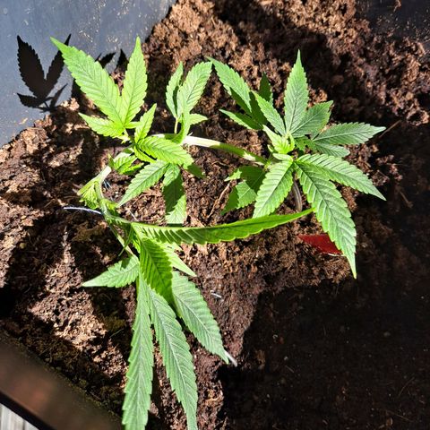 Bubba Kush growlog timeline photo