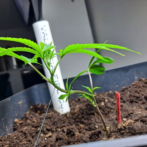 Bubba Kush growlog timeline photo