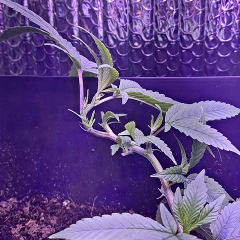 Bubba Kush growlog timeline photo