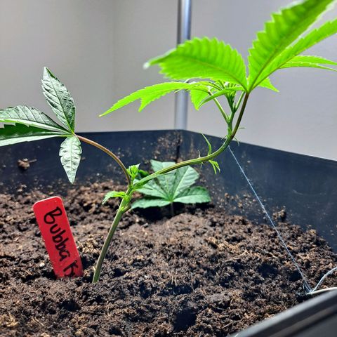 Bubba Kush growlog timeline photo
