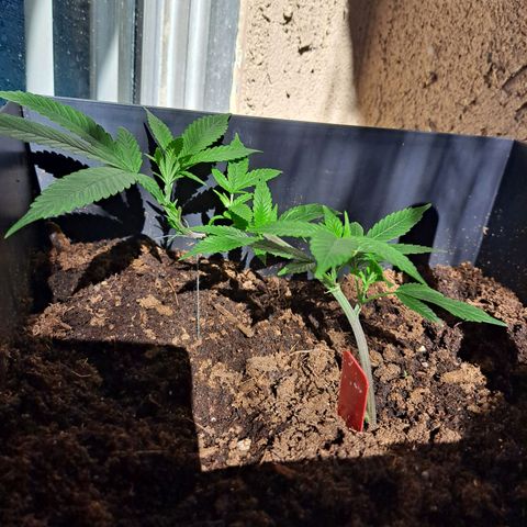 Bubba Kush growlog timeline photo