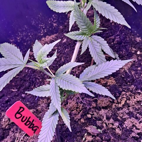 Bubba Kush growlog timeline photo
