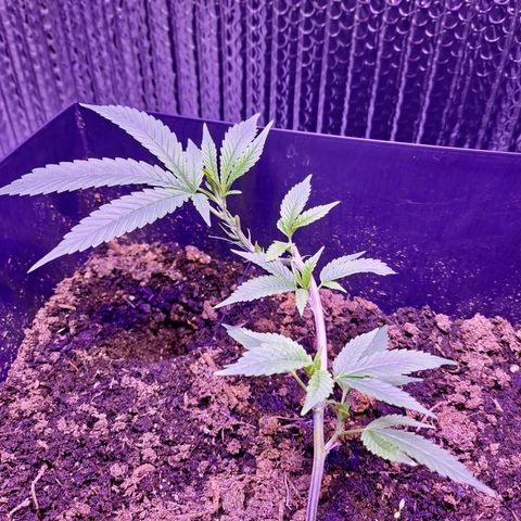 Bubba Kush growlog timeline photo