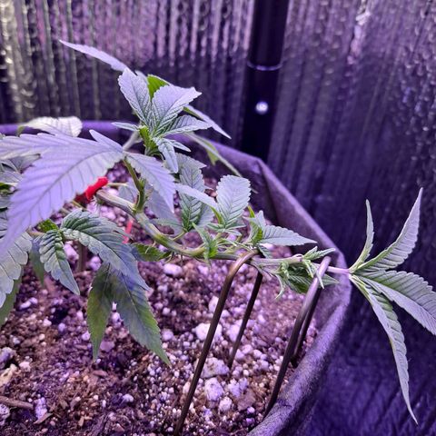 Bubba Kush growlog photo: Low stress training 