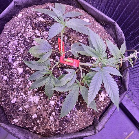Bubba Kush growlog photo: Low stress training 