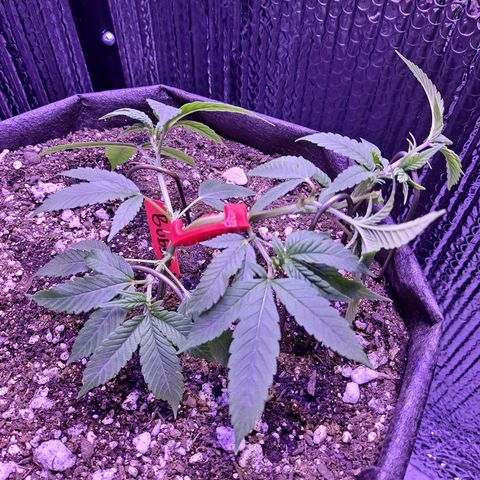 Bubba Kush growlog timeline photo