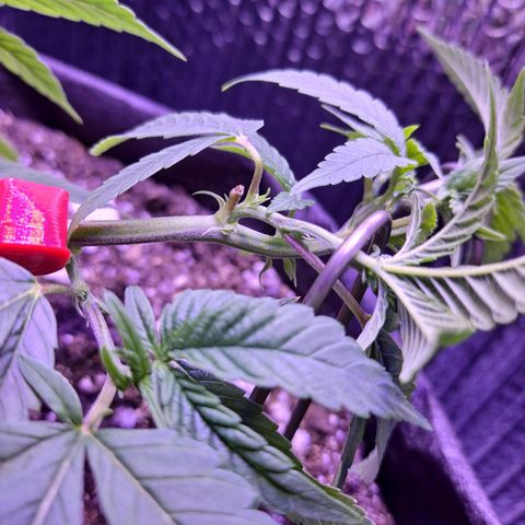Bubba Kush growlog timeline photo