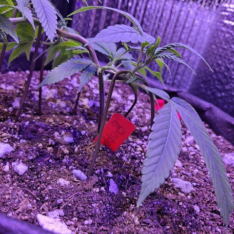 Bubba Kush growlog timeline photo