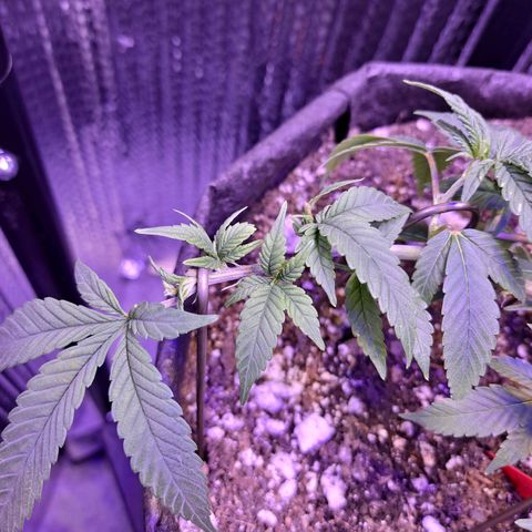 Bubba Kush growlog timeline photo