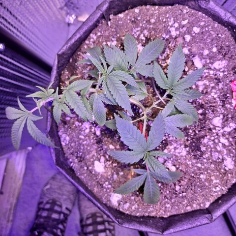 Bubba Kush growlog timeline photo