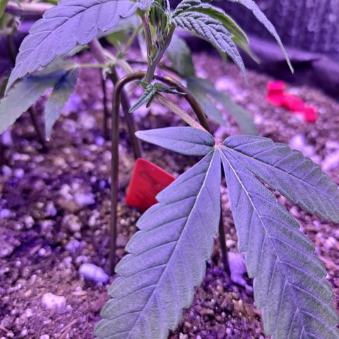 Bubba Kush growlog timeline photo
